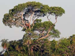 0068 Jabiru Storks Nest 60D-3569