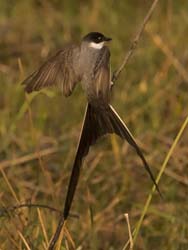 0070 Fork Tailed Flycatcher 60D-3624DN