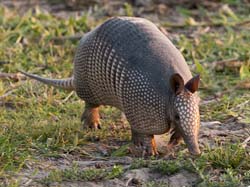 0071 Nine-banded Armadillo 60D-3730