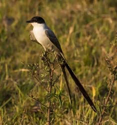 0073 Fork Tailed Flycatcher 60D-3652DN