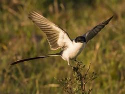 0076 Fork Tailed Flycatcher 60D-3659DN