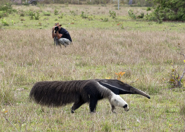 0087 Giant Anteater 60D-3943