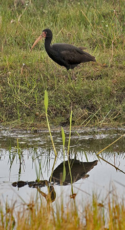 0091 Bare-faced Ibis 60D-3963