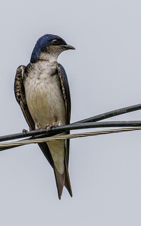 0100 Swallow 60D-4140