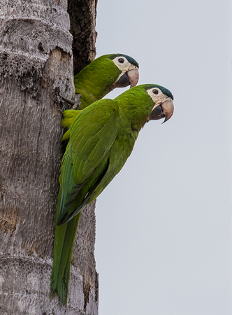 0102 Red Shouldered Macaws 60D-4146