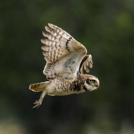 0103 Burrowing Owl 60D-4194
