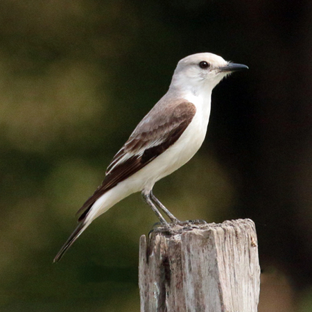 0104 White Rumped Monjita 60D-4213