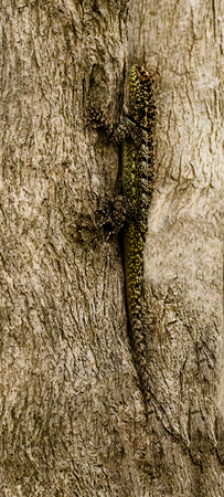 0105 Collared Lizard 60D-4227