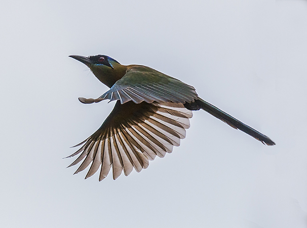 0113 Amazonian Motmot 60D-4252