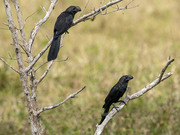 0115 Smooth-billed Anis 60D-4340
