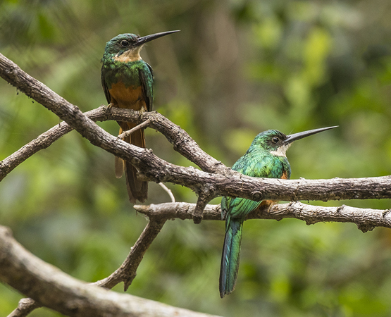 0118 Rufous-tailed Jacamars 60D-4283