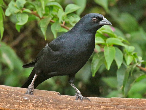 0120 Shiny Cowbird 60D-4343