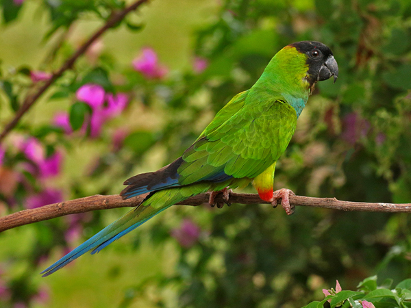 0122 Nanday Parakeet 60D-4363