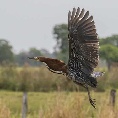 0127 Rufescent Tiger Heron 60D-4421