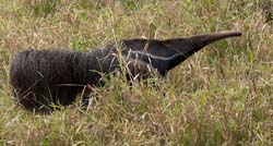 0078 Giant Anteater 60D-3840
