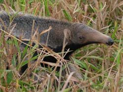 0080 Giant Anteater Juvenile 60D-3868