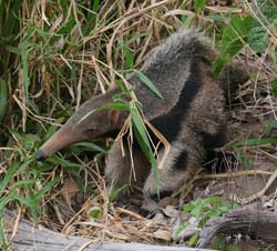 0082 Giant Anteater Juvenile 60D-3878