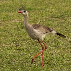 0085 Red-legged Seriema 60D-3917