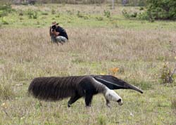 0087 Giant Anteater 60D-3943