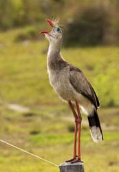 0089 Red-legged Seriema 60D-3920