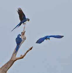 0094 Hyacinth Macaws 60D-4094