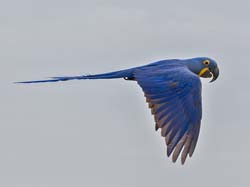 0096 Hyacinth Macaw 60D-4103