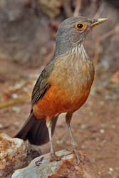 0097 Rufous-bellied Thrush 60D-4128