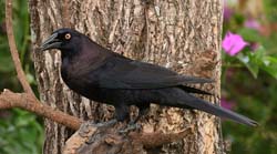 0098 Giant Cowbird 60D-4131