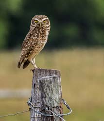 0099 Burrowing Owl 60D-4187