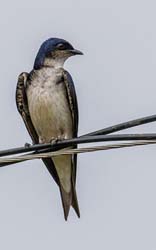 0100 Swallow 60D-4140