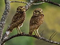 0101 Burrowing Owls 60D-4190
