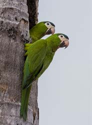 0102 Red Shouldered Macaws 60D-4146