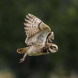 0103 Burrowing Owl 60D-4194
