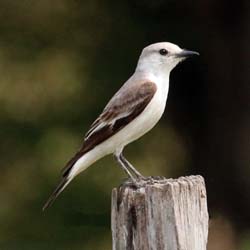 0104 White Rumped Monjita 60D-4213
