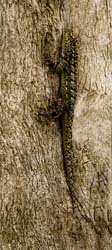 0105 Collared Lizard 60D-4227