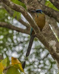 0110 Amazonian Motmot 60D-4251