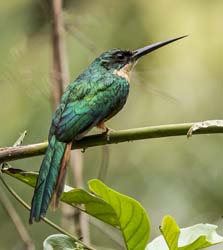 0111 Rufous-tailed Jacamar 60D-4279