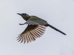 0113 Amazonian Motmot 60D-4252