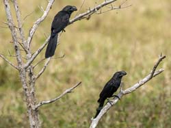 0115 Smooth-billed Anis 60D-4340