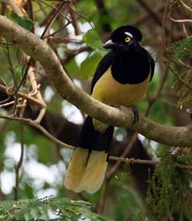 0116 Plush Crested Jay 60D-4332