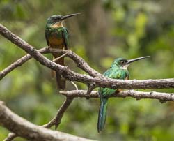 0118 Rufous-tailed Jacamars 60D-4283