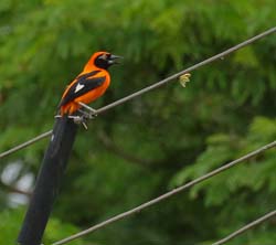 0119 Orange-backed Troupial 60D-4328