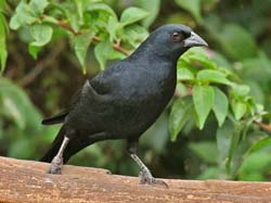 0120 Shiny Cowbird 60D-4343