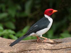 0121 Yellow-billed Cardinal 60D-4357