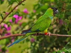 0122 Nanday Parakeet 60D-4363