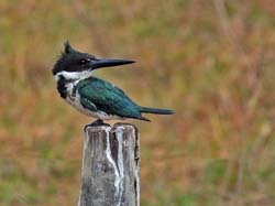 0123 Female Amazon Kingfisher 60D-4400