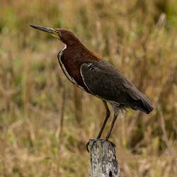 0124 Rufescent Tiger Heron 60D-4417
