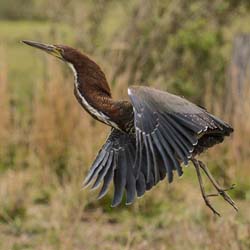 0125 Rufescent Tiger Heron 60D-4419