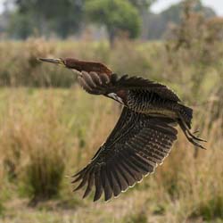 0126 Rufescent Tiger Heron 60D-4420
