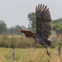 0127 Rufescent Tiger Heron 60D-4421